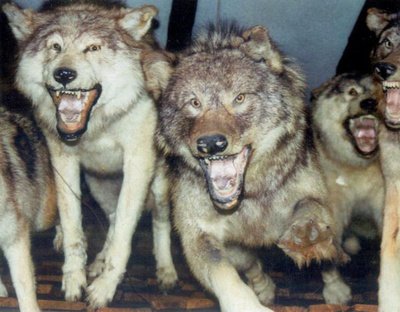 awg_wolfpackattack1_400