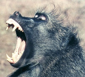 baboon