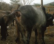 cow_400