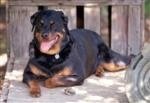 devildog