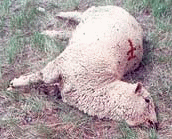 lamb