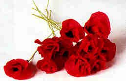poppy poppy