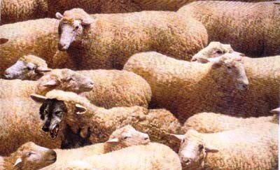 wolfinsheep3_400_01