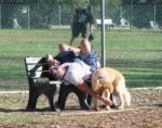 rosebrockdogs_150
