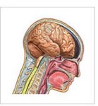 traumatic_brain_injury_150