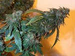 weed__209_jpg_150