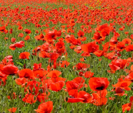 red-poppy