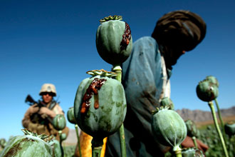 Afghanistan Drugs Opium