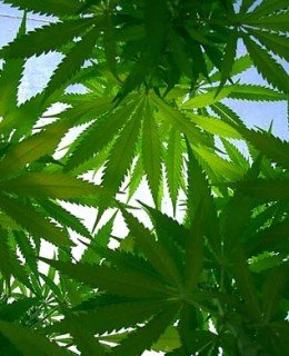 Marijuana