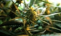 Veterans Medical Marijuana