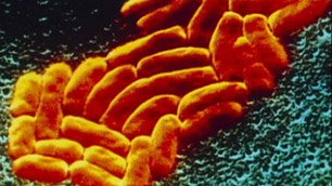 NDM-1, Superbug