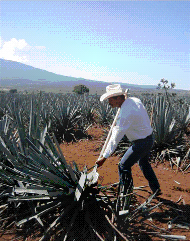 Production, Tequila
