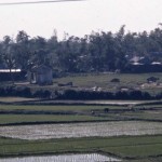 Rice Paddies at Danang Perimeter
