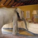 elephant_africa_safari_checkin[1]