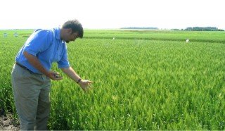 monsanto-wheat