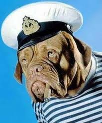 sailor dog