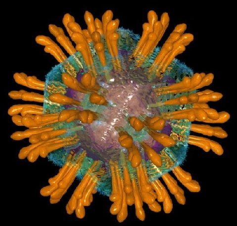 CAROL DUFF: Hepatitis C Virus – The Liver Destroyer