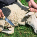 Kosher slaughter
