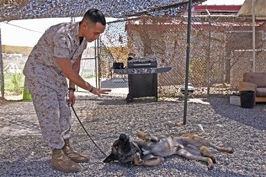 Face of Defense: Marine, Canine Make a Good Team