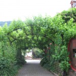 grapevines over the road in Neumagen