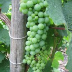 Reisling grapes