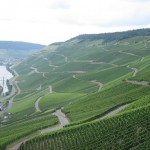 vineyards on slate hills along the Mosel