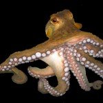 murdoch octopus