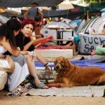 Tents_dog