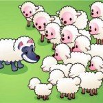 sheep-35