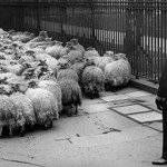 sheeple