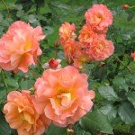 Roses of Remembrance