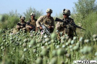 Guarding the Poppy Fields ?