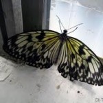 tapped butterfly