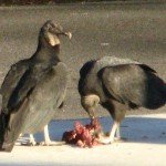 113buzzards