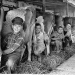 milking cow 2