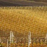 tastadalmerita-banner