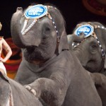 circus elephants