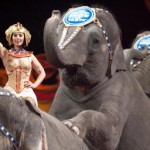 circus-elephants