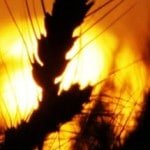 r-FOOD-PRICES-GLOBAL-WARMING-large570