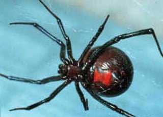 spider