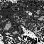 7 Photo analysis of sun direction clearly indicates a solid object