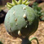 opium-poppy