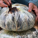 Afghan Officials Inspect raw heroin