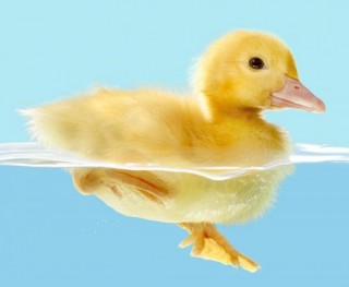 duck in water, uncooked