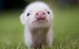 Little-Cute-Pig-1200x1920