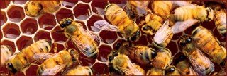 hive