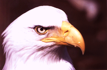 eagle1