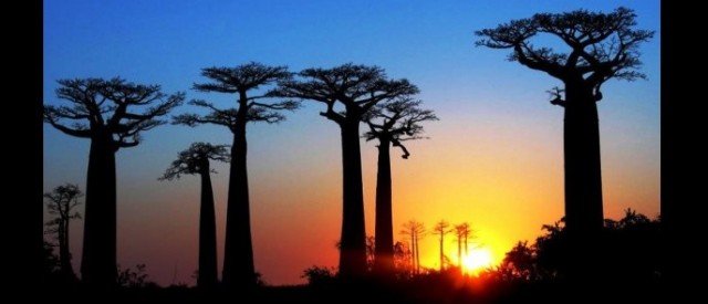 Former French Colony Madagascar - Baobabs at sunset