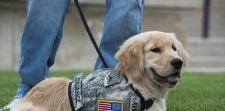 SPECIAL SERIES: Training Your Own PTSD Service Dog by Dr. Joan Esnayra