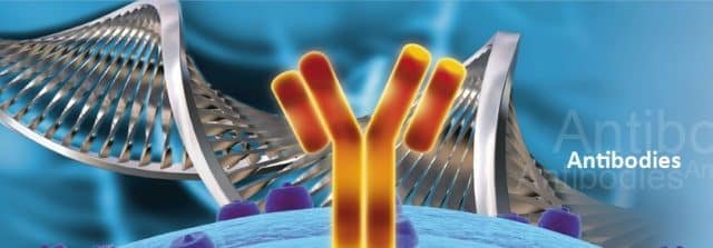 slide-antibodies